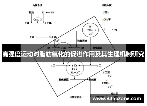 高强度运动对脂肪氧化的促进作用及其生理机制研究