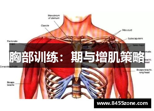 胸部训练：期与增肌策略